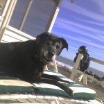 img016 img016