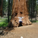 big-tree big-tree