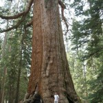 chris-and-the-biggest-tree chris-and-the-biggest-tree