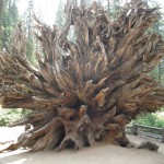 fallen-tree fallen-tree