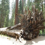 fallen-tree-3 fallen-tree-3