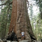 reese-and-the-biggest-tree reese-and-the-biggest-tree