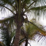 020 - coconut in moin that we choppe dup [Desktop Resolution]