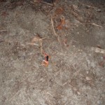 a crab? a crab?