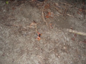 a crab?