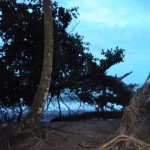 puerto viejo tree puerto viejo tree