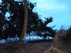 puerto viejo tree