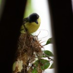 there were two of these little birds that hung out the whole time there were two of these little birds that hung out the whole time