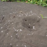 turtle nest