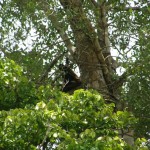 MONKEY CHILLIN IN A TREE