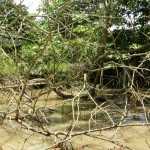 Baby heron nest