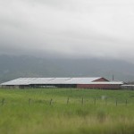 Moo cow milk farm