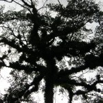 130 [Desktop Resolution]